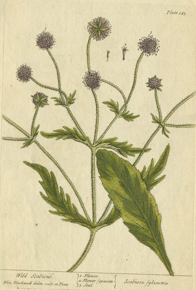 Item #21210 Wild Scabious from "A Curious Herbal, containing five hundred cuts, of the most useful plants, which are now used in the practice of physick" Elizabeth Blackwell.