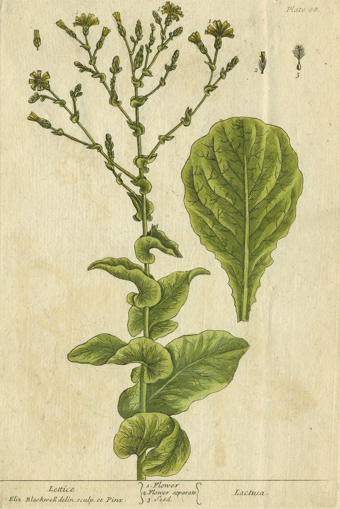 Item #21220 Lettice from "A Curious Herbal, containing five hundred cuts, of the most useful plants, which are now used in the practice of physick" Elizabeth Blackwell.