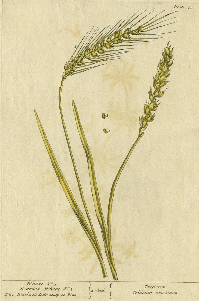 Item #21221 Wheat No. 1, Bearded Wheat No. 2 from "A Curious Herbal, containing five hundred cuts, of the most useful plants, which are now used in the practice of physick" Elizabeth Blackwell.