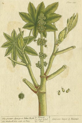 Item #21222 Greater Spurge or Palma Christi from "A Curious Herbal, containing five hundred cuts,...