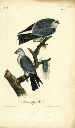 Item #21239 'Mississippi Kite', hand colored lithograph, octavo edition. Birds, John James Audubon