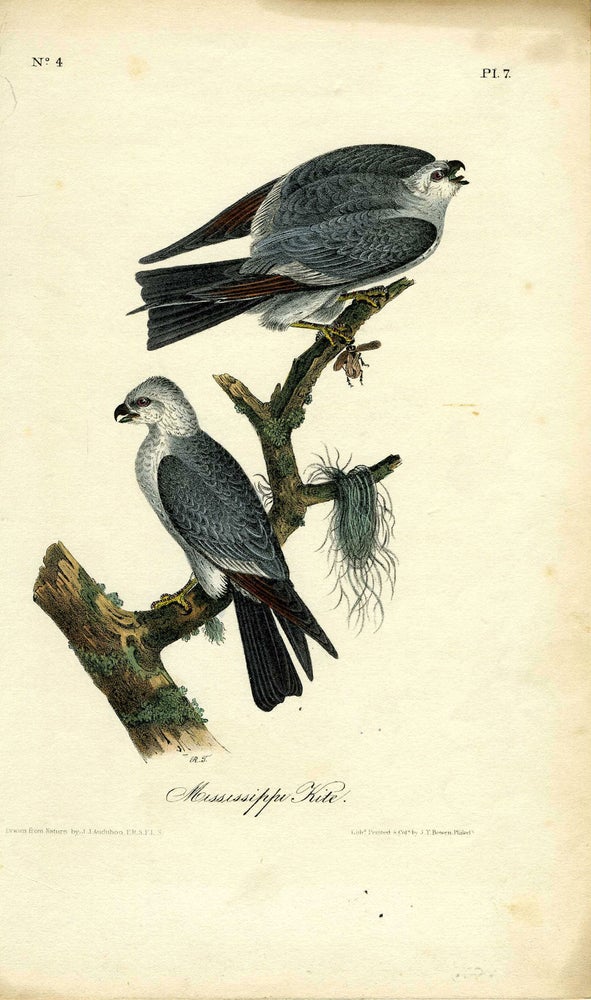 Item #21239 'Mississippi Kite', hand colored lithograph, octavo edition. Birds, John James Audubon.