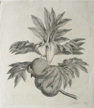 Item #21292 Breadfruit Engraving from Cook's first voyage. (A branch of the bread-fruit tree...