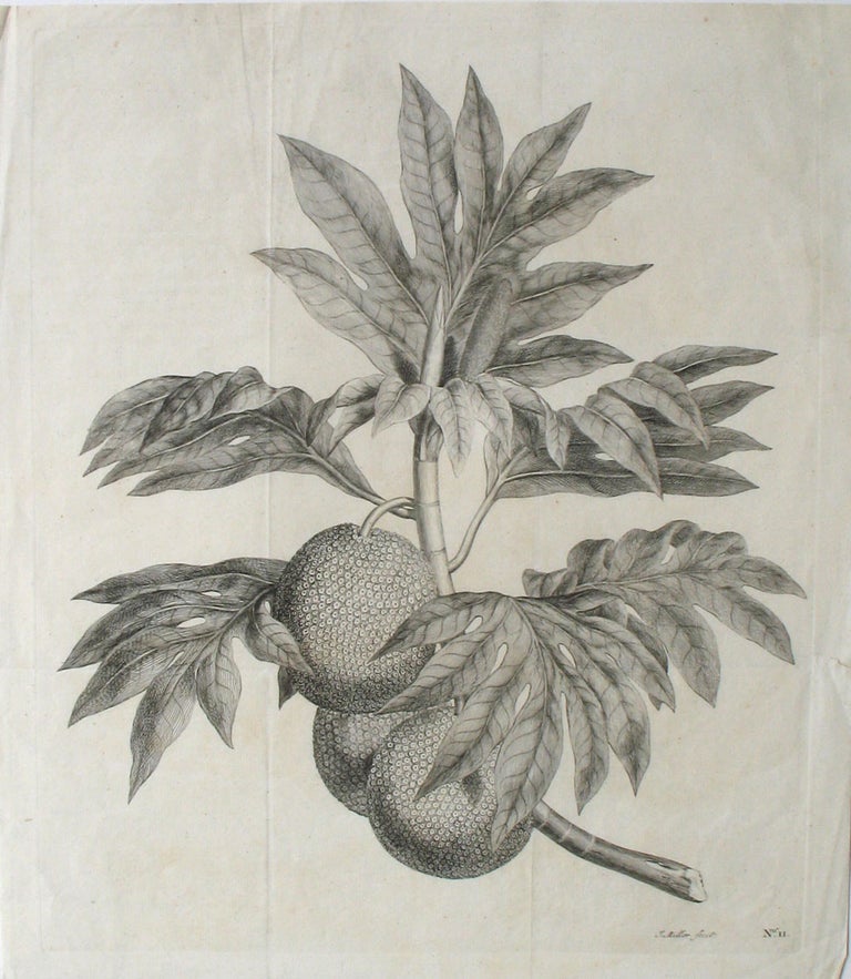 Item #21292 Breadfruit Engraving from Cook's first voyage. (A branch of the bread-fruit tree with the fruit). Breadfruit, James Cook.