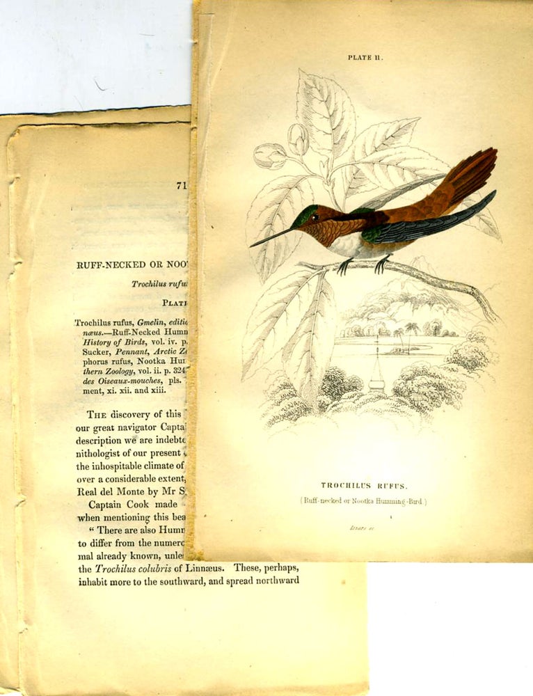 Item #21500 Trochilus Rufus (Ruff-necked or Nootka Humming-Bird), hand colored engraving. William Jardine, W H. Lizars.