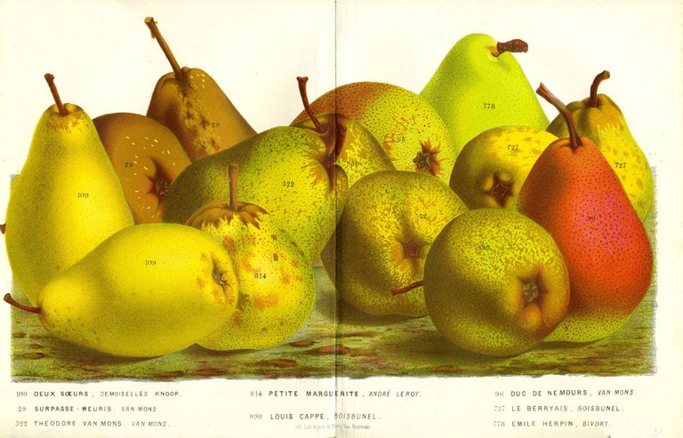 Item #21727 Pears, chromolithograph print - an assortment including Deux Soeurs, Petite Marguierite, Duc de Nemours. From the Flore des Serres et des Jardins de l'Europe. Gold, green and red fruit print. Louis Van Houtte.