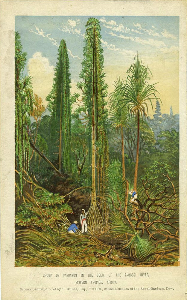 Item #21731 Group of Pandanus in the Delta of the Zambesi River, Eastern Tropical Africa. Engraving. Thomas Baines.