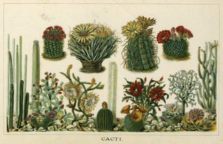 Item #21742 'Cacti'. Botanical chromolithograph with red and yellow flowering cacti