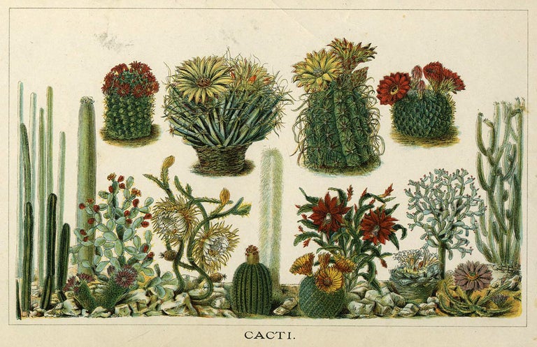 Item #21742 'Cacti'. Botanical chromolithograph with red and yellow flowering cacti.