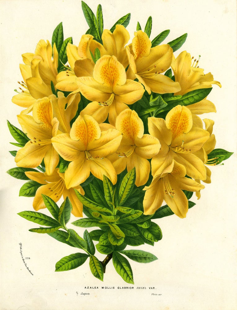 Item #21743 Azalea, Azalea Mollis Glabrior, color chromolithograph print. From the Flore des Serres et des Jardins de l'Europe. Louis Van Houtte.
