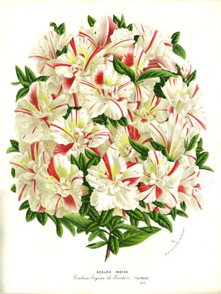 Item #21756 Azalea Indica, color chromolithograph. From the Flore des Serres et des Jardins de...