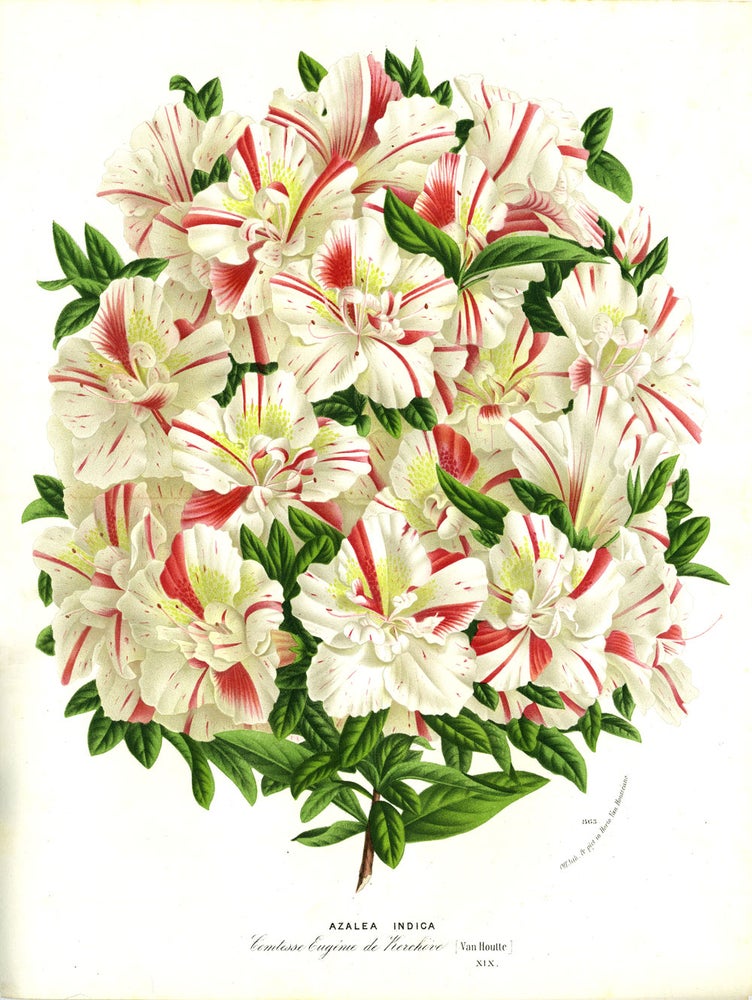 Item #21756 Azalea Indica, color chromolithograph. From the Flore des Serres et des Jardins de l'Europe. White, red flower print. Louis Van Houtte.