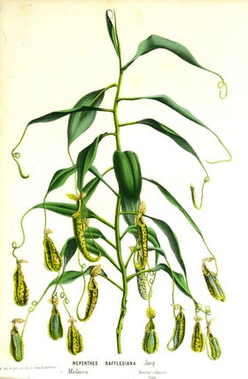 Item #21759 Raffles Pitcher-Plant; Nepenthes Rafflesiana. From the Flore des Serres et des...