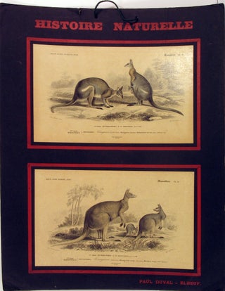 Item #21969 Histoire Naturelle, Mammiferes: Kangurou a dos noir [with] Kangurou laineux. French...