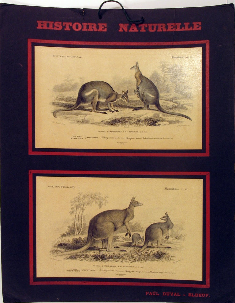 Item #21969 Histoire Naturelle, Mammiferes: Kangurou a dos noir [with] Kangurou laineux. French instructional board showing black striped wallaby and great red kangaroo. Children's, Kangaroo, Wallaby, Geofffroy St. Hilaire, Paul Duval ed.