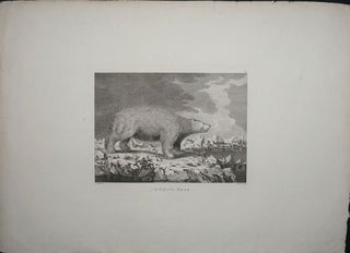 Item #22405 A White Bear. John Webber, James Cook