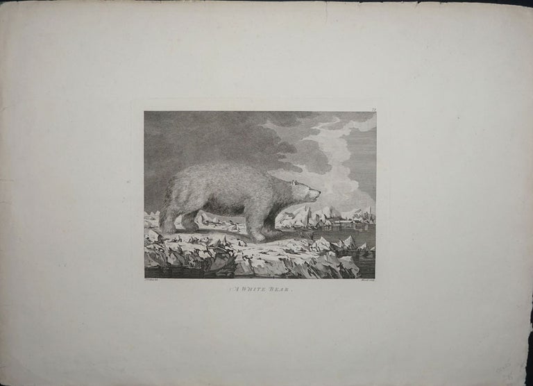 Item #22405 A White Bear. John Webber, James Cook.