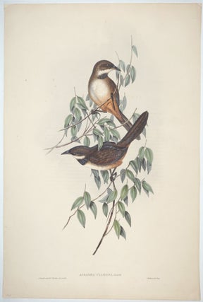 Item #22620 Atrichia Clamosa. (Noisy Scrub Bird). John Gould, H. C. Richter