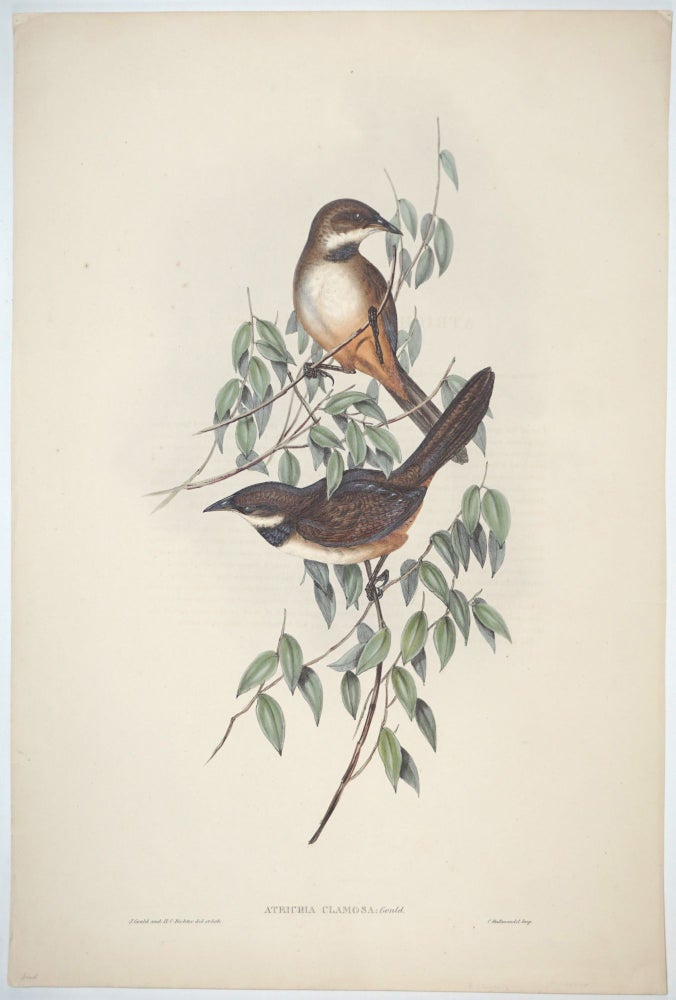 Item #22620 Atrichia Clamosa. (Noisy Scrub Bird). John Gould, H. C. Richter.