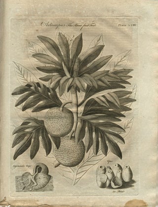 Item #22711 Breadfruit engraving: 'Artocarpus The Bread fruit Tree'. James Cook