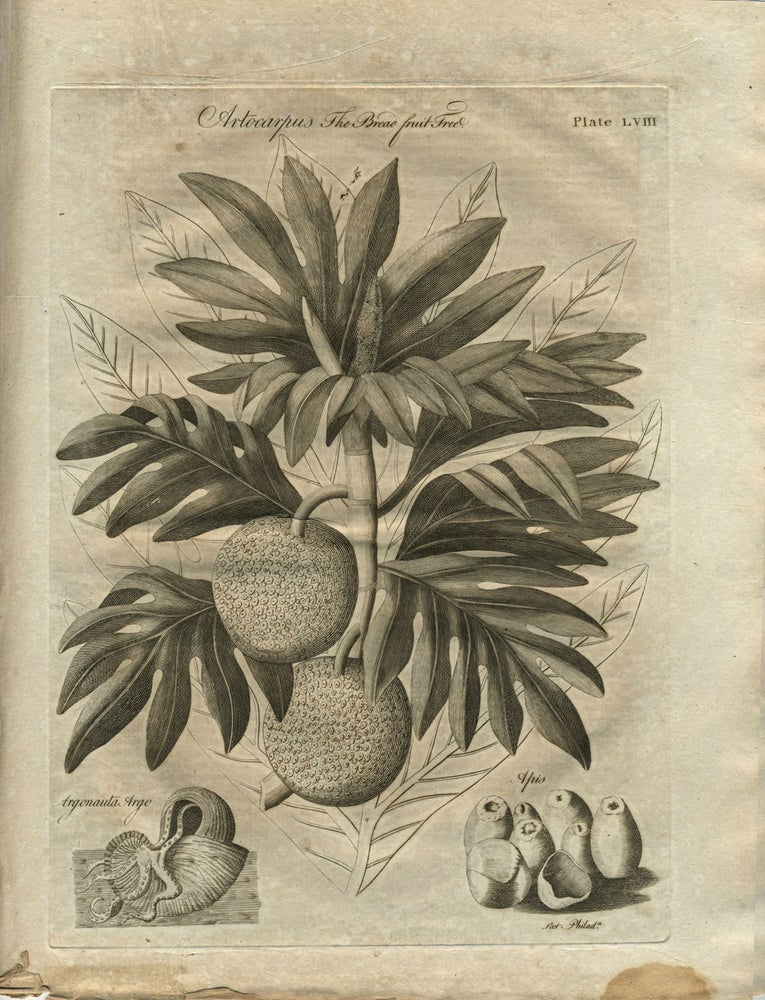 Item #22711 Breadfruit engraving: 'Artocarpus The Bread fruit Tree'. James Cook.