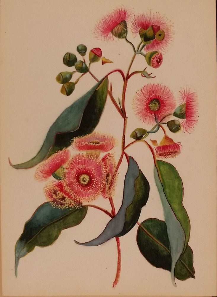Item #23238 Watercolor album of Australian Flowers. Australian, "L. R."