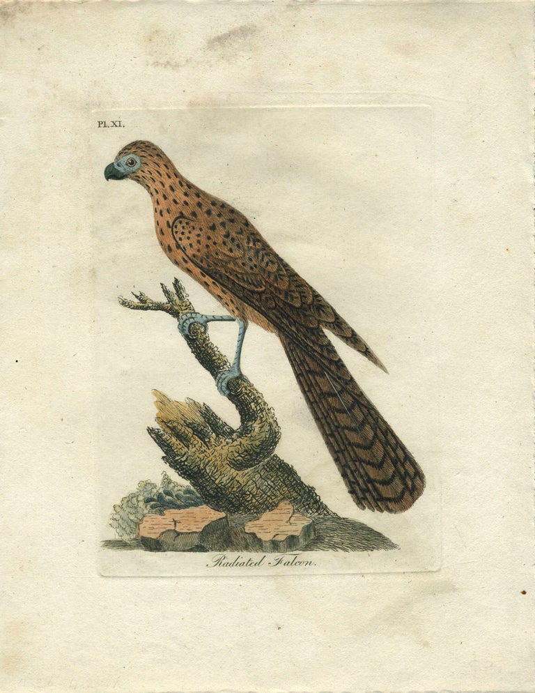 Item #23414 Hand colored engraving, "Radiated Falcon" Birds, Australia.