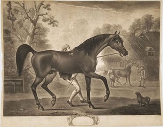 Item #23565 'Blank,' a bay horse, pre-letter mezzotint proof. Horsemanship, Racehorse, engr