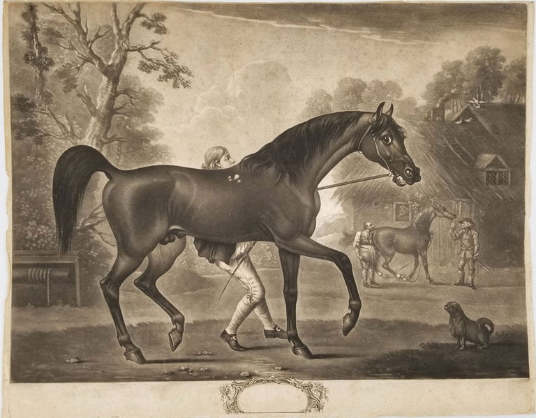 Item #23565 'Blank,' a bay horse, pre-letter mezzotint proof. Horsemanship, Racehorse, engr.