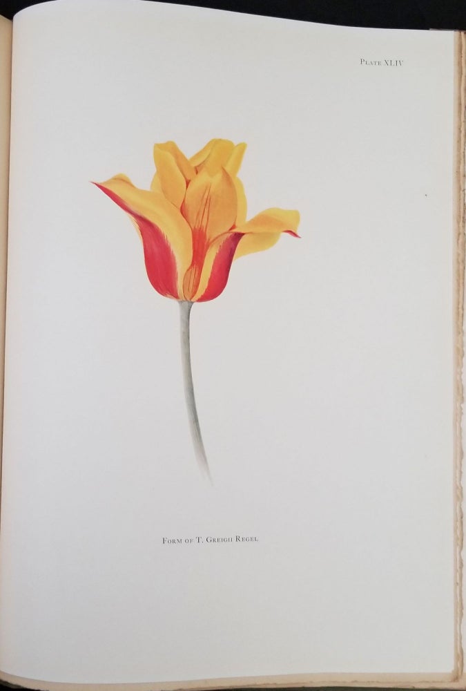 Item #24204 Notes on Tulip Species. W. R. Dykes, E. Katherine Dykes.