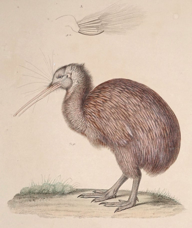 Item #24301 Apteryx Austral. [the Kiwi] Plate 24. Dumont d’Urville, Shaw.