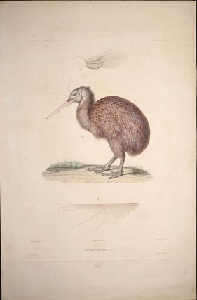 Apteryx Austral. [the Kiwi] Plate 24.