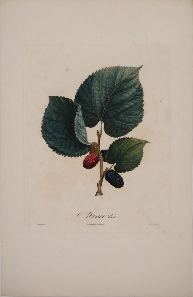Item #24429 Murier Noir (Black Mulberry). Color engraving. Pierre Antoine Poiteau, Pierre Jean Francois Turpin.
