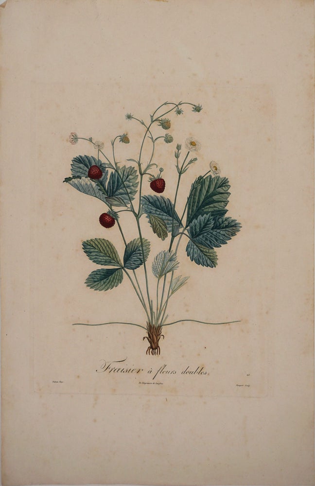 Item #24430 Fraisier a Fleurs Doubles (Strawberry with double flowers). Color engraving. Pierre Antoine Poiteau, Pierre Jean Francois Turpin.