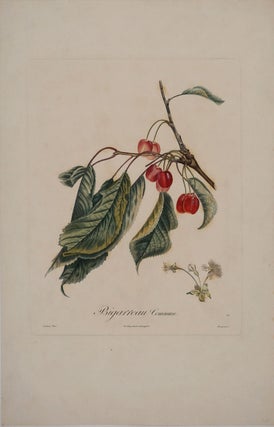 Item #24431 Bigarreau Commun (Bigarreau Cherry). Color engraving. Pierre Antoine Poiteau, Pierre...