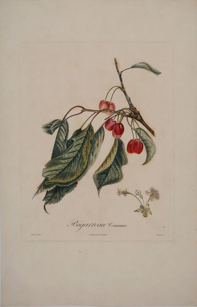 Item #24431 Bigarreau Commun (Bigarreau Cherry). Color engraving. Pierre Antoine Poiteau, Pierre Jean Francois Turpin.