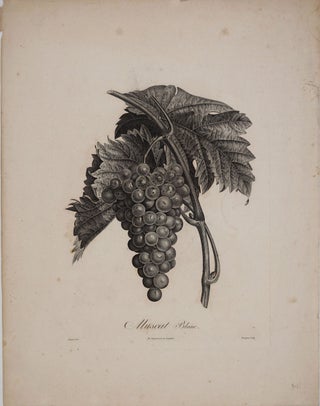 Item #24440 Muscat Blanc. White muscat grapes, Engraving. Pierre Jean Francois Turpin