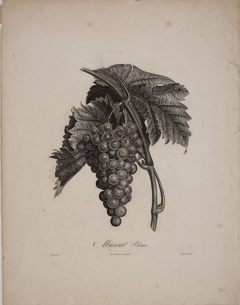 Item #24440 Muscat Blanc. White muscat grapes, Engraving. Pierre Jean Francois Turpin.