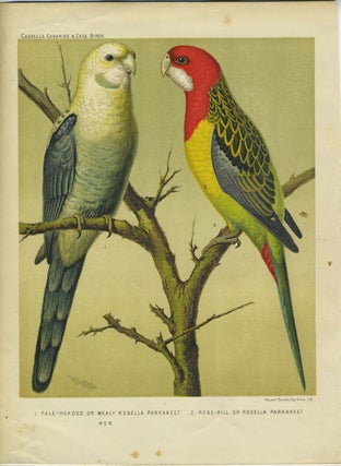 Item #24591 Pale Headed or Mealy Rosella Parrakeet; Rose Hill or Rosella Parrakeet. ...