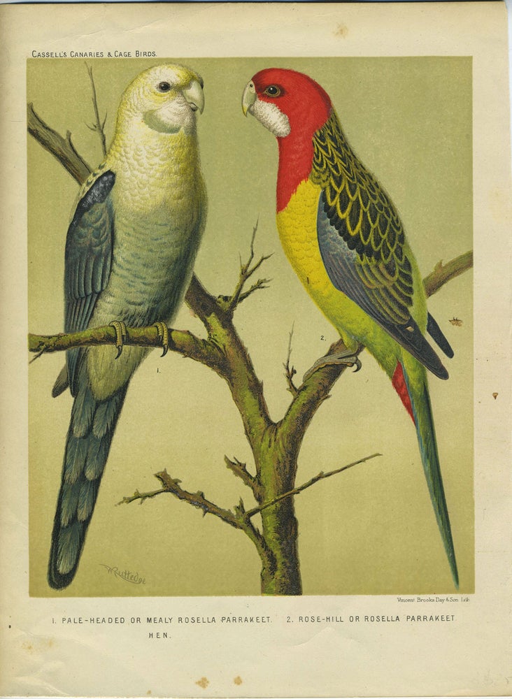 Item #24591 Pale Headed or Mealy Rosella Parrakeet; Rose Hill or Rosella Parrakeet. Chromolithograph. William after Rutledge.