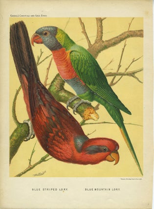 Item #24592 Blue Striped Lory; Blue Mountain Lory. Chromolithograph. William after Rutledge