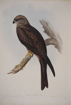 Item #24676 Milvus Affinis. Australian Kite. John. H. C. Richter Gould, del. et lith
