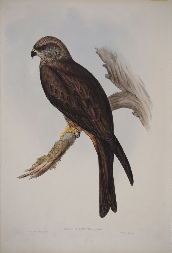 Item #24676 Milvus Affinis. Australian Kite. John. H. C. Richter Gould, del. et lith.