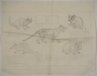 Archive of Original art work for 'The New Noah's Ark of Rare Animals'.