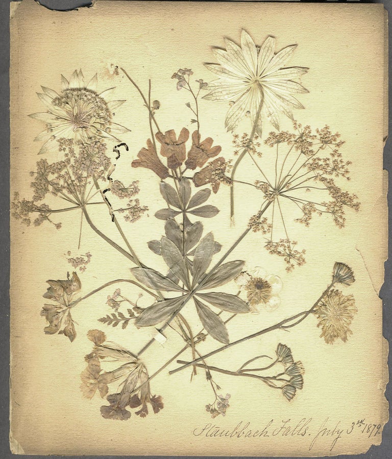 Item #24847 Pressed Dried Flowers of Italy and Switzerland. Album. Botanicals, Europe.