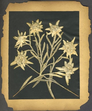 Pressed Dried Flowers of Italy and Switzerland. Album.