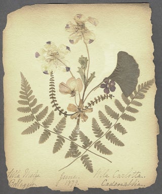Pressed Dried Flowers of Italy and Switzerland. Album.