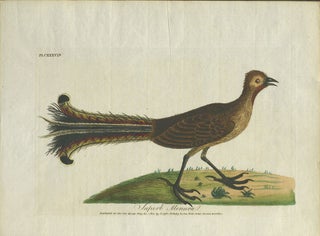 Item #24950 "Superb Menura". Lyre Bird engraving. John Latham