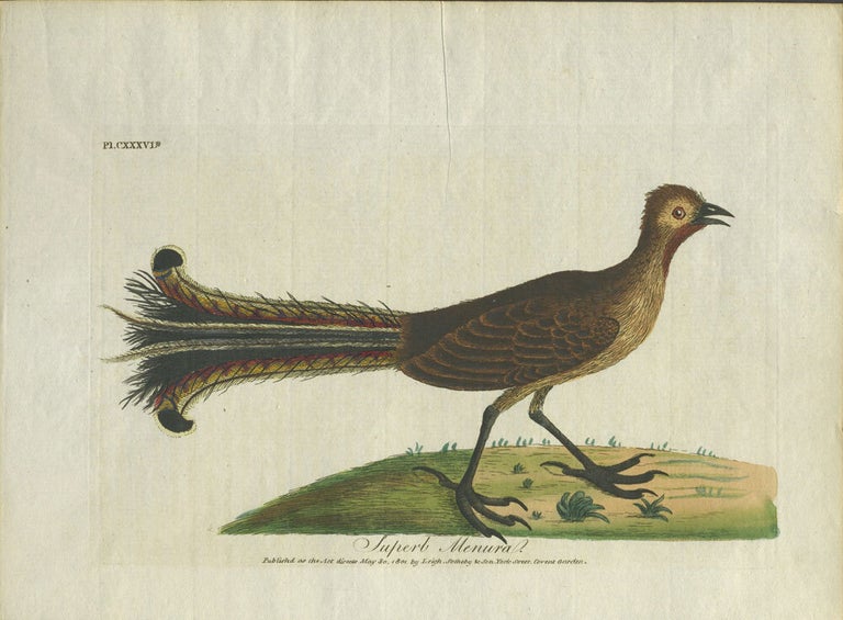 Item #24950 "Superb Menura". Lyre Bird engraving. John Latham.