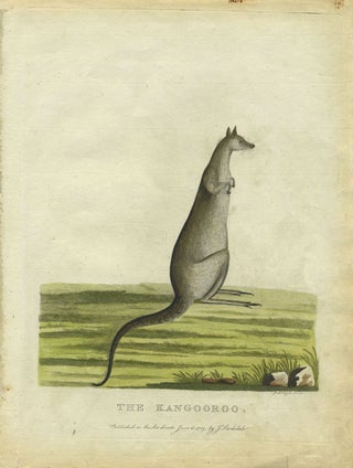 Item #24951 "The Kangooroo", in original color from Phillip's Voyage. Gov. Arthur Phillip, Peter...